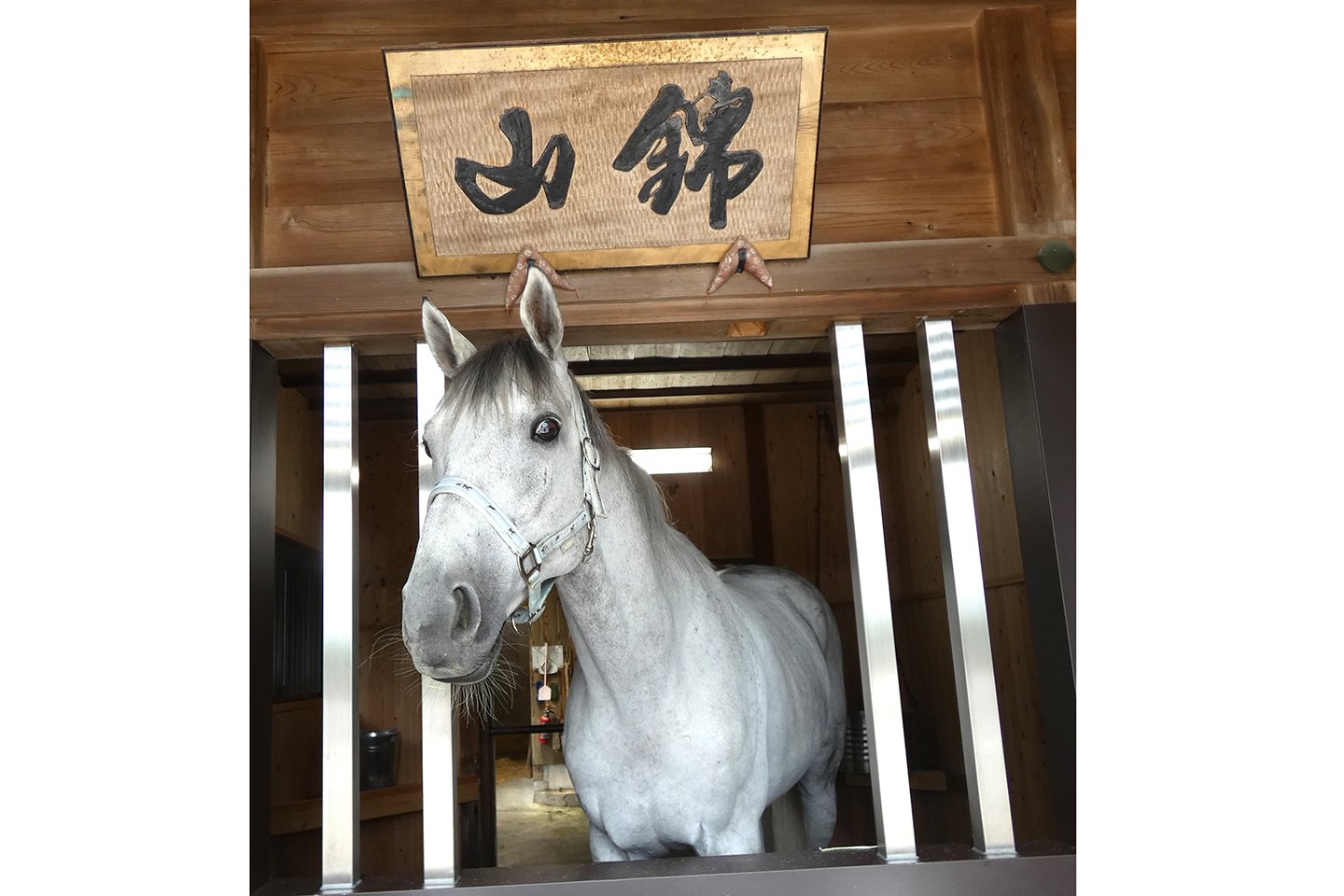 ⛩️ 다도 대사(다도타이샤) 이미지 7